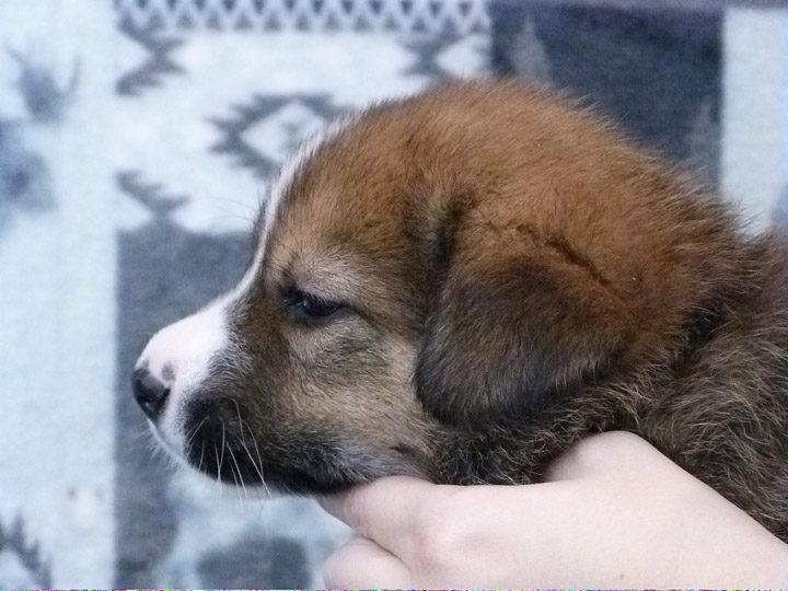 chinook puppy
